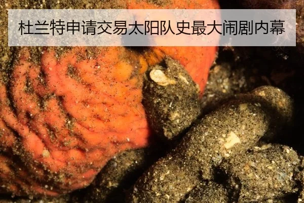 杜兰特申请交易太阳队史最大闹剧内幕